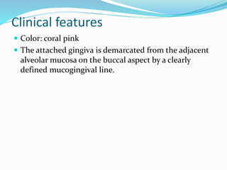 Clinical features
 Color: coral pink
 The attached gingiva is demarcated from the adjacent
alveolar mucosa on the buccal aspect by a clearly
defined mucogingival line.
 
