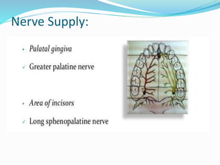 Nerve Supply:
 