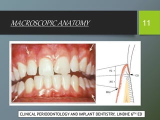 MACROSCOPIC ANATOMY 11
CLINICAL PERIODONTOLOGY AND IMPLANT DENTISTRY, LINDHE 6TH ED
 