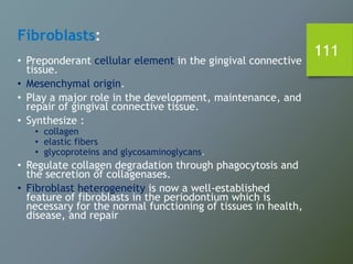 111
Fibroblasts:
• Preponderant cellular element in the gingival connective
tissue.
• Mesenchymal origin.
• Play a major role in the development, maintenance, and
repair of gingival connective tissue.
• Synthesize :
• collagen
• elastic fibers
• glycoproteins and glycosaminoglycans.
• Regulate collagen degradation through phagocytosis and
the secretion of collagenases.
• Fibroblast heterogeneity is now a well-established
feature of fibroblasts in the periodontium which is
necessary for the normal functioning of tissues in health,
disease, and repair
 