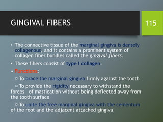 GINGIVAL FIBERS
• The connective tissue of the marginal gingiva is densely
collagenous, and it contains a prominent system of
collagen fiber bundles called the gingival fibers.
• These fibers consist of type I collagen.
• Functions:
To brace the marginal gingiva firmly against the tooth
To provide the rigidity necessary to withstand the
forces of mastication without being deflected away from
the tooth surface
To unite the free marginal gingiva with the cementum
of the root and the adjacent attached gingiva
115
 