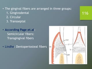 116
• The gingival fibers are arranged in three groups:
1. Gingivodental
2. Circular
3. Transseptal
• According Page et.al:
Semicircular fibers:
Transgingival fibers
• Lindhe: Dentoperiosteal fibers
 