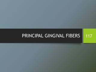 PRINCIPAL GINGIVAL FIBERS 117
 