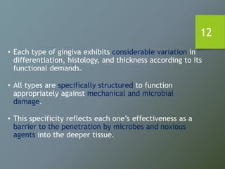 12
• Each type of gingiva exhibits considerable variation in
differentiation, histology, and thickness according to its
functional demands.
• All types are specifically structured to function
appropriately against mechanical and microbial
damage.
• This specificity reflects each one’s effectiveness as a
barrier to the penetration by microbes and noxious
agents into the deeper tissue.
 