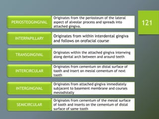 121PERIOSTEOGINGIVAL
INTERPAPILLARY
TRANSGINGIVAL
INTERCIRCULAR
INTERGINGIVAL
SEMICIRCULAR
Originates from the periosteum of the lateral
aspect of alveolar process and spreads into
attached gingiva.
Originates from within interdental gingiva
and follows on orofacial course
Originates within the attached gingiva interwing
along dental arch between and around teeth
Originates from cementum on distal surface of
tooth and insert on mesial cementum of next
tooth
Originates from attached gingiva immediately
subjacent to basement membrane and courses
mesiodistally
Originates from cementum of the mesial surface
of tooth and inserts on the cementum of distal
surface of same tooth
 