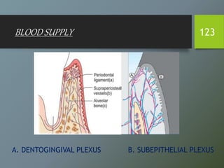 BLOOD SUPPLY 123
A. DENTOGINGIVAL PLEXUS B. SUBEPITHELIAL PLEXUS
 