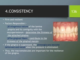 4.CONSISTENCY
• Firm and resilient
• Factors Responsible:-
Collagenous nature of the lamina
propria and its contiguity with the
mucoperiosteum - determine the firmness of
the attached gingiva.
The gingival fibers - contribute to the
firmness of the gingival margin.
• If the gingiva is suppressed, the proteoglycans become
deformed and recoil when the pressure is eliminated.
• Thus, the macromolecules are important for the resilience
of the gingiva.
136
 