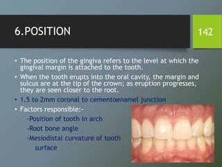 6.POSITION
• The position of the gingiva refers to the level at which the
gingival margin is attached to the tooth.
• When the tooth erupts into the oral cavity, the margin and
sulcus are at the tip of the crown; as eruption progresses,
they are seen closer to the root.
• 1.5 to 2mm coronal to cementoenamel junction
• Factors responsible:-
-Position of tooth in arch
-Root bone angle
-Mesiodistal curvature of tooth
surface
142
 