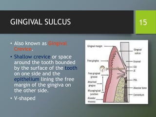 GINGIVAL SULCUS
• Also known as Gingival
Crevice.
• Shallow crevice or space
around the tooth bounded
by the surface of the tooth
on one side and the
epithelium lining the free
margin of the gingiva on
the other side.
• V-shaped
15
 