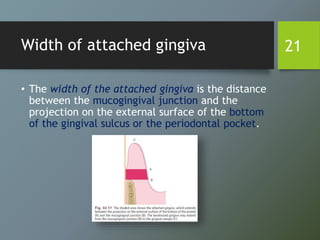 Width of attached gingiva
• The width of the attached gingiva is the distance
between the mucogingival junction and the
projection on the external surface of the bottom
of the gingival sulcus or the periodontal pocket.
21
 