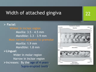 Width of attached gingiva
 Facial:
Widest in incisor region
Maxilla: 3.5 – 4.5 mm
Mandible: 3.3 – 3.9 mm
Most narrow adjacent to premolar
Maxilla: 1.9 mm
Mandible: 1.8 mm
Lingual:
Wider in molar region
Narrow in incisor region
Increases: By the age of 4 years.
Supra-erupted teeth.
22
 