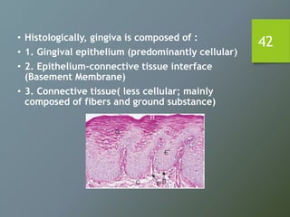 42• Histologically, gingiva is composed of :
• 1. Gingival epithelium (predominantly cellular)
• 2. Epithelium-connective tissue interface
(Basement Membrane)
• 3. Connective tissue( less cellular; mainly
composed of fibers and ground substance)
 