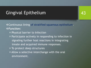 Gingival Epithelium
Continuous lining of stratified squamous epithelium.
Function:
Physical barrier to Infection
Participate actively in responding to infection in
signaling further host reactions in integrating
innate and acquired immune responses.
To protect deep structures
Allow a selective interchange with the oral
environment.
43
 
