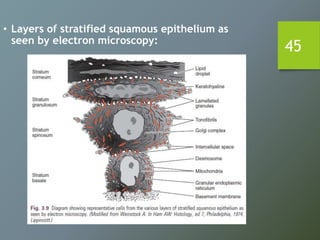 45
• Layers of stratified squamous epithelium as
seen by electron microscopy:
 