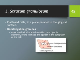 3. Stratum granulosum
• Flattened cells, in a plane parallel to the gingival
surface.
• Keratohyaline granules :
• Associated with keratin formation, are 1 μm in
diameter, round in shape and appear in the cytoplasm
of the cell.
48
 