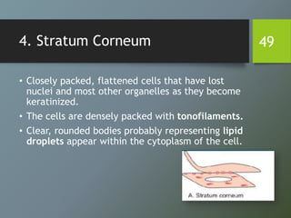 4. Stratum Corneum
• Closely packed, flattened cells that have lost
nuclei and most other organelles as they become
keratinized.
• The cells are densely packed with tonofilaments.
• Clear, rounded bodies probably representing lipid
droplets appear within the cytoplasm of the cell.
49
 