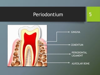 Periodontium 5
GINGIVA
PERIODONTAL
LIGAMENT
CEMENTUM
ALVEOLAR BONE
 