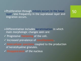 50Proliferation through mitosis occurs in the basal
layer, less frequently in the suprabasal layer and
migration occurs.
Differentiation includes keratinisation in which
main morphologic changes seen are:
 Progressive flattening of the cell.
 Increased prevalence of tonofilaments.
 Intercellular junctions coupled to the production
of keratohyaline granules.
 Disappearance of the nucleus
 