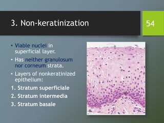 3. Non-keratinization
• Viable nuclei in
superficial layer.
• Has neither granulosum
nor corneum strata.
• Layers of nonkeratinized
epithelium:
1. Stratum superficiale
2. Stratum intermedia
3. Stratum basale
54
 
