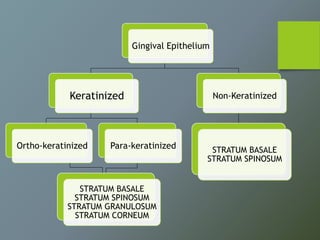 Gingival Epithelium
Keratinized
Ortho-keratinized Para-keratinized
STRATUM BASALE
STRATUM SPINOSUM
STRATUM GRANULOSUM
STRATUM CORNEUM
Non-Keratinized
STRATUM BASALE
STRATUM SPINOSUM
 