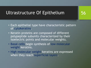 Ultrastructure Of Epithelium
• Each epithelial type have characteristic pattern
of cytokeratins.
• Keratin proteins are composed of different
polypeptide subunits characterized by their
isoelectric points and molecular weights.
• Basal cells begin synthesis of low molecular
weight keratins.
• High molecular weight keratins are expressed
when they reach superficial layers.
56
 