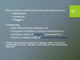 57• Other proteins synthesized during maturation process:
Keratolinin
Involucrin
Filaggrin
• Corneocyte:
Most differentiated epithelial cell
Composed of bundles of keratin tonofilaments in
amorphous matrix of filaggrin, surrounded by a
resistant envelope made of keratolinin and involucrin.
• These histochemical patterns change under normal or
pathologic stimuli, thereby modifying the keratinization
process.
 