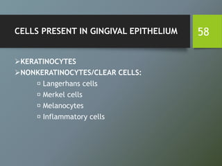 CELLS PRESENT IN GINGIVAL EPITHELIUM
KERATINOCYTES
NONKERATINOCYTES/CLEAR CELLS:
Langerhans cells
Merkel cells
Melanocytes
Inflammatory cells
58
 