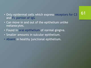 61• Only epidermal cells which express receptors for C3
and Fc portion of IgG
• Can move in and out of the epithelium unlike
melanocytes.
• Found in oral epithelium of normal gingiva.
• Smaller amounts in sulcular epithelium.
• Absent in healthy junctional epithelium.
 