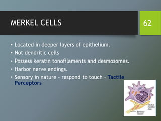 MERKEL CELLS
• Located in deeper layers of epithelium.
• Not dendritic cells
• Possess keratin tonofilaments and desmosomes.
• Harbor nerve endings.
• Sensory in nature - respond to touch – Tactile
Perceptors
62
 