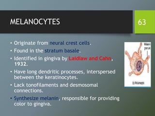 MELANOCYTES
• Originate from neural crest cells.
• Found in the stratum basale.
• Identified in gingiva by Laidlaw and Cahn,
1932.
• Have long dendritic processes, interspersed
between the keratinocytes.
• Lack tonofilaments and desmosomal
connections.
• Synthesize melanin, responsible for providing
color to gingiva.
63
 