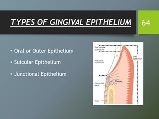 TYPES OF GINGIVAL EPITHELIUM 64
• Oral or Outer Epithelium
• Sulcular Epithelium
• Junctional Epithelium
 