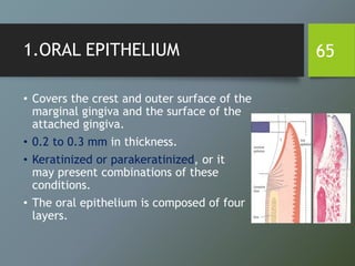 1.ORAL EPITHELIUM
• Covers the crest and outer surface of the
marginal gingiva and the surface of the
attached gingiva.
• 0.2 to 0.3 mm in thickness.
• Keratinized or parakeratinized, or it
may present combinations of these
conditions.
• The oral epithelium is composed of four
layers.
65
 