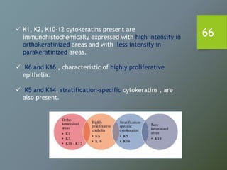 66 K1, K2, K10-12 cytokeratins present are
immunohistochemically expressed with high intensity in
orthokeratinized areas and with less intensity in
parakeratinized areas.
 K6 and K16 , characteristic of highly proliferative
epithelia.
 K5 and K14, stratification-specific cytokeratins , are
also present.
 