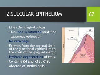 2.SULCULAR EPITHELIUM
• Lines the gingival sulcus.
• Thin, non-keratinized stratified
squamous epithelium
• No rete pegs.
• Extends from the coronal limit
of the junctional epithelium to
the crest of the gingival margin.
• Hydropic degeneration of cells.
• Contains K4 and K13, K19.
• Absence of merkel cells.
67
 
