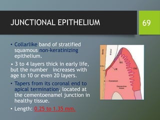 JUNCTIONAL EPITHELIUM
• Collarlike band of stratified
squamous non-keratinizing
epithelium.
• 3 to 4 layers thick in early life,
but the number increases with
age to 10 or even 20 layers.
• Tapers from its coronal end to
apical termination, located at
the cementoenamel junction in
healthy tissue.
• Length: 0.25 to 1.35 mm.
69
 