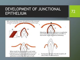 DEVELOPMENT OF JUNCTIONAL
EPITHELIUM 72
 
