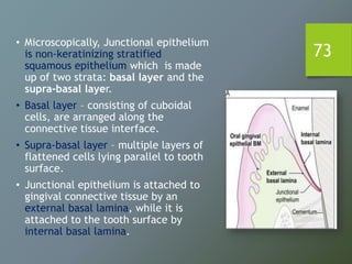 73
• Microscopically, Junctional epithelium
is non-keratinizing stratified
squamous epithelium which is made
up of two strata: basal layer and the
supra-basal layer.
• Basal layer – consisting of cuboidal
cells, are arranged along the
connective tissue interface.
• Supra-basal layer – multiple layers of
flattened cells lying parallel to tooth
surface.
• Junctional epithelium is attached to
gingival connective tissue by an
external basal lamina, while it is
attached to the tooth surface by
internal basal lamina.
 