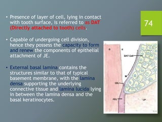74
• Presence of layer of cell, lying in contact
with tooth surface, is referred to as DAT
(Directly attached to tooth) cells.
• Capable of undergoing cell division,
hence they possess the capacity to form
and renew the components of epithelial
attachment of JE.
• External basal lamina contains the
structures similar to that of typical
basement membrane, with the lamina
densa supporting the underlying
connective tissue and lamina lucida lying
in between the lamina densa and the
basal keratinocytes.
 