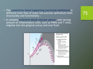 75
• The connective tissue supporting junctional epithelium is
different from that of outer and sulcular epithelium both
structurally and functionally .
• It contains extensive blood vascular plexus, and varying
amount of inflammatory cells, such as PMNs and T-cells,
migrate into the gingival sulcus and oral fluid.
 