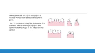 In the pyramidal the tip of one papilla is
located immediately beneath the contact
point
the Col presents a valley like depression that
connects a facial and lingual papilla and
conforms to the shape of the interproximal
contact
 