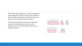 The shape of the gingiva in a given interdental
space depends on the contact point between
the two adjoining teeth and the presence or
absence of some degree of recession
The facial and lingual surfaces are tapered
toward the interproximal contact area ,
whereas the mesial and distal surfaces are
slightly concave
 