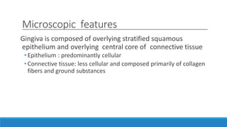 Microscopic features
Gingiva is composed of overlying stratified squamous
epithelium and overlying central core of connective tissue
• Epithelium : predominantly cellular
• Connective tissue: less cellular and composed primarily of collagen
fibers and ground substances
 