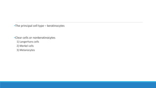 •The principal cell type – keratinocytes
•Clear cells or nonkeratinocytes
1) Langerhans cells
2) Merkel cells
3) Melanocytes
 