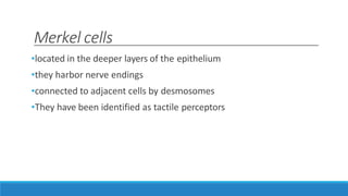Merkel cells
•located in the deeper layers of the epithelium
•they harbor nerve endings
•connected to adjacent cells by desmosomes
•They have been identified as tactile perceptors
 
