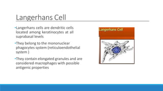 Langerhans Cell
•Langerhans cells are dendritic cells
located among keratinocytes at all
suprabasal levels
•They belong to the mononuclear
phagocytes system (reticuloendothelial
system )
•They contain elongated granules and are
considered macrophages with possible
antigenic properties
 
