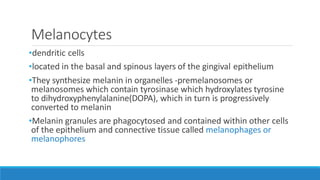 Melanocytes
•dendritic cells
•located in the basal and spinous layers of the gingival epithelium
•They synthesize melanin in organelles -premelanosomes or
melanosomes which contain tyrosinase which hydroxylates tyrosine
to dihydroxyphenylalanine(DOPA), which in turn is progressively
converted to melanin
•Melanin granules are phagocytosed and contained within other cells
of the epithelium and connective tissue called melanophages or
melanophores
 