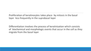 Proliferation of keratinocytes takes place by mitosis in the basal
layer less frequently in the suprabasal layer
Differentiation involves the process of keratinization which consists
of biochemical and morphologic events that occur in the cell as they
migrate from the basal layer
 