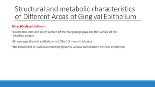 Structural and metabolic characteristics
of Different Areas of Gingival Epithelium
Outer (Oral) epithelium –
•Covers the crest and outer surface of the marginal gingiva and the surface of the
attached gingiva
•On average, the oral epithelium is 0.2 to 0.3 mm in thickness
•It is keratinized or parakeratinized or presents various combination of these conditions
 