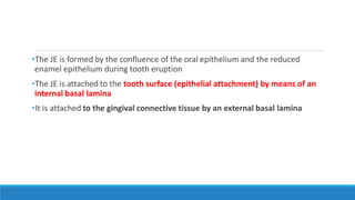 •The JE is formed by the confluence of the oral epithelium and the reduced
enamel epithelium during tooth eruption
•The JE is attached to the tooth surface (epithelial attachment) by means of an
internal basal lamina
•It is attached to the gingival connective tissue by an external basal lamina
 