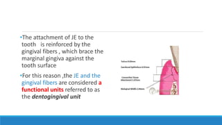 •The attachment of JE to the
tooth is reinforced by the
gingival fibers , which brace the
marginal gingiva against the
tooth surface
•For this reason ,the JE and the
gingival fibers are considered a
functional units referred to as
the dentogingival unit
 